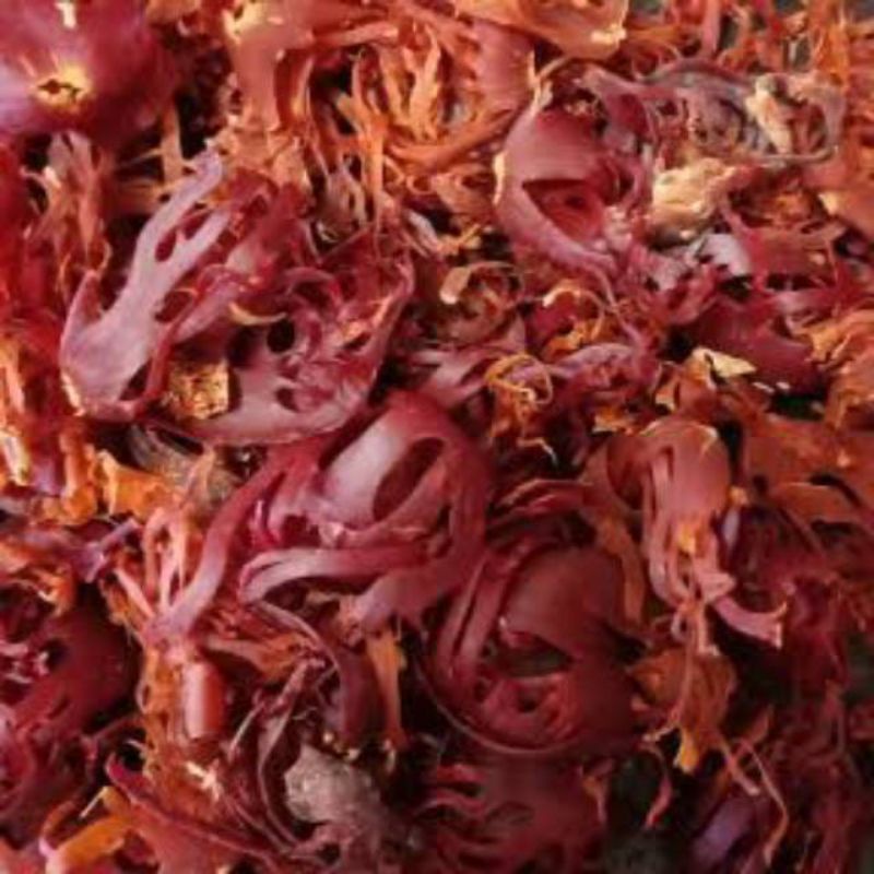 

Sempra / bunga buah pala / puli / mace 50 gram