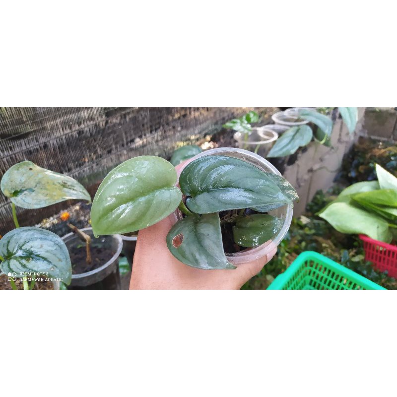 Scindapsus Silver hero