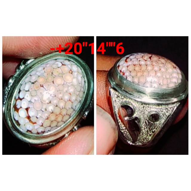 Natural jipen/sisik ular madura