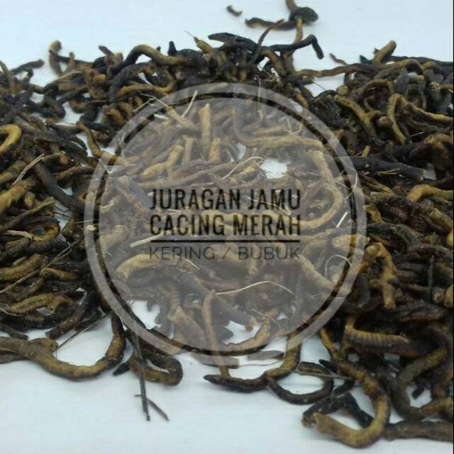 

Cacing merah Tanah kering / bubuk serbuk / kapsul / teh obat thypus tipes thipus