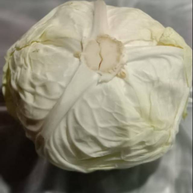 

KOL PUTIH /NIURAME