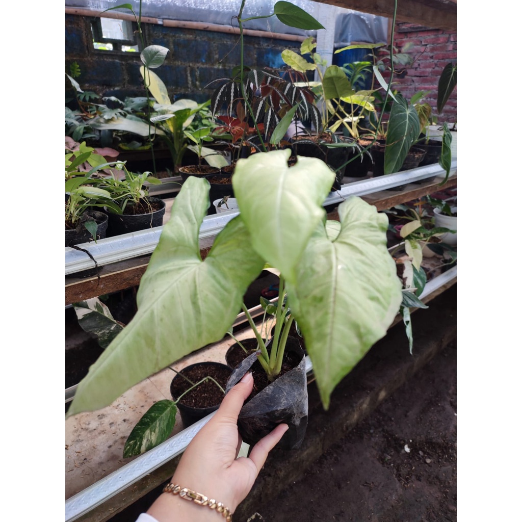 Syngonium Lumia Tanaman Hias Bunga Murah Syngonium Lumia Syngonium Murah