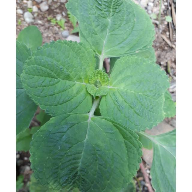

Daun bangun bangun booster ASI 250 gr