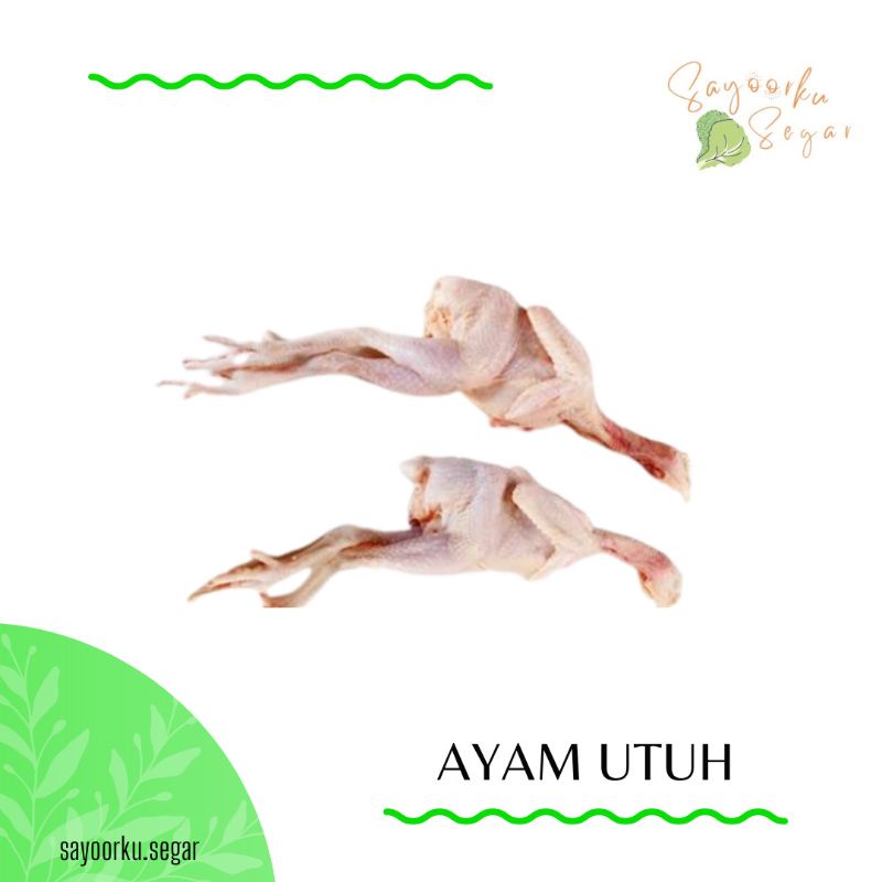 

KIRIM BESOK Ayam potong segar / ayam utuh 1 ekor