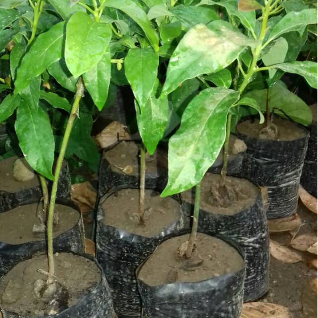 BIBIT ALPUKAT ALIGATOR BUAH ALPUKAT BIBIT TANAMAN TABULAMPOT MAKANAN KEBUN BERKEBUN