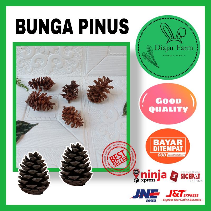 

Bunga Pinus kering | Craft | Hantaran | seserahan