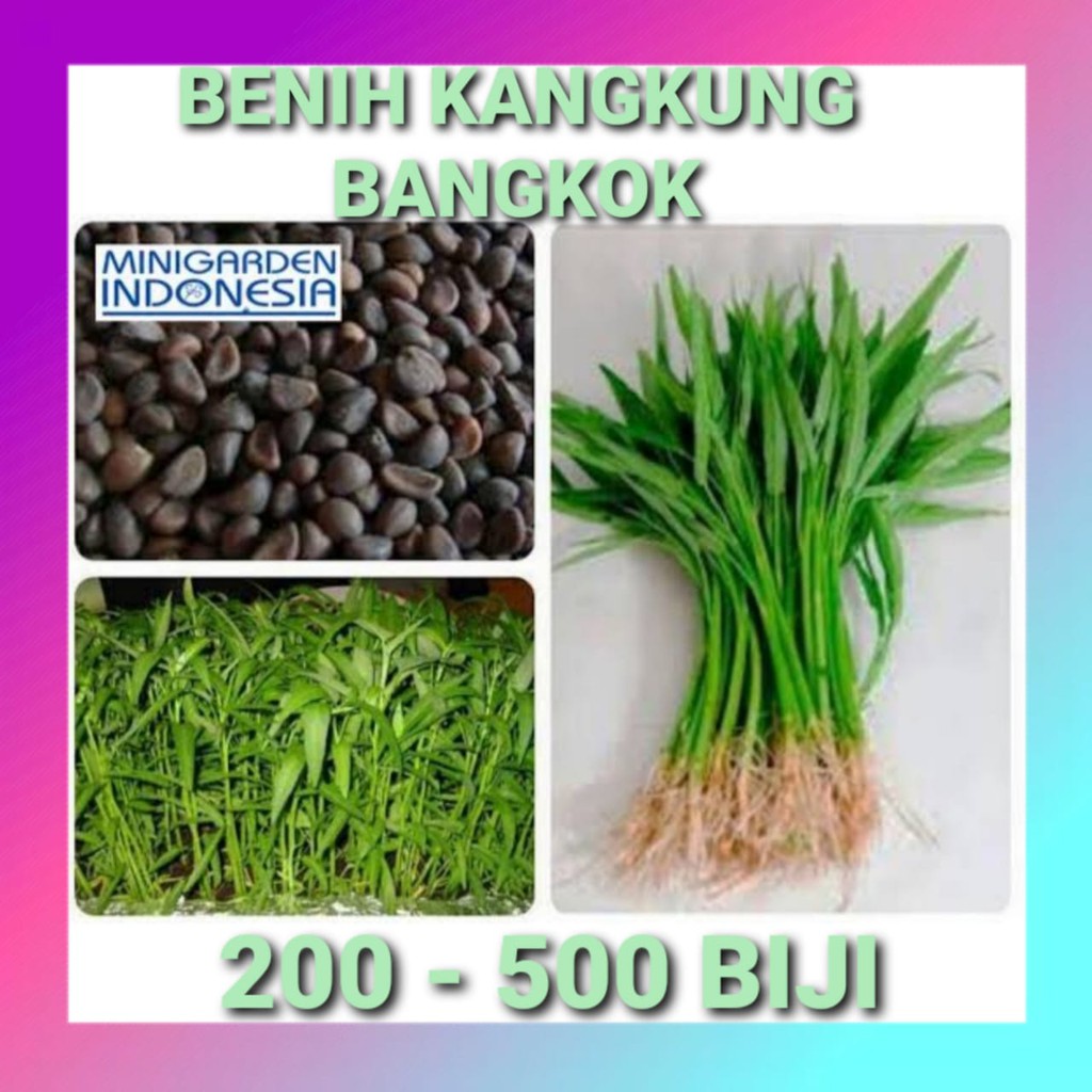 Benih Kangkung Bangkok Super LP-1 repack bibit tanaman sayur sayuran hidroponik