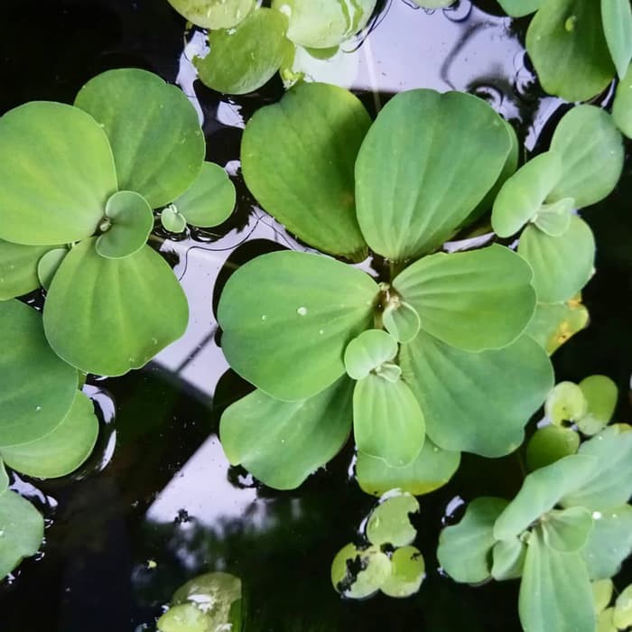 Daun Tanaman Apu Apu Murah Aquarium Kolam Shopee Indonesia Daun Tanaman Apu Apu Murah Aquarium Kolam Shopee Indonesia