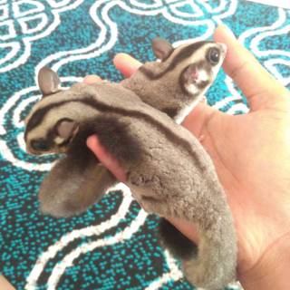 Sugar Glider Jenis Classic Brown Sepasang Kelamin Laki Perempuan Umur 5 Bulan Jinak Kandang Shopee Indonesia