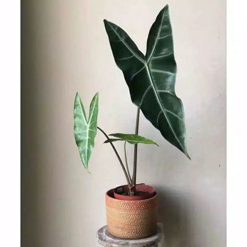 Tanama hias alocasia longiloba Keladi kuping kelinci Alocasia amazon lokal (bonggol)