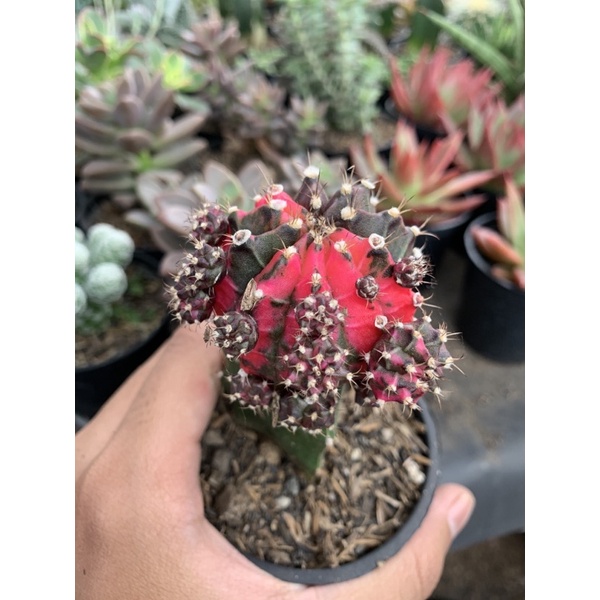 kaktus gymno blackpink / pink thailand induk