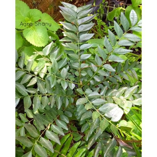 Daun Kari