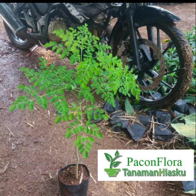 Tanaman kelor - pohon kelor - daun kelor