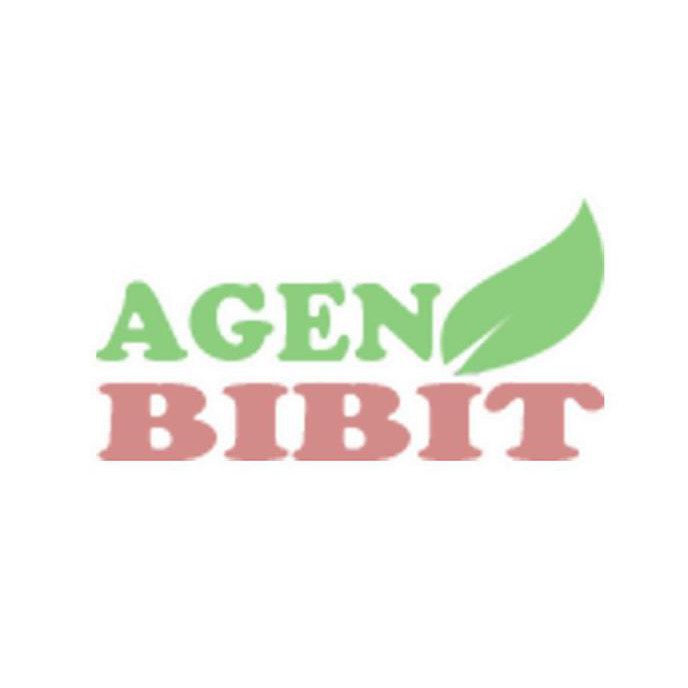 Xena Bibit Tanaman Gempur Batu - Pohon Daun Gempur Batu Obat Ginjal Herbal New!!