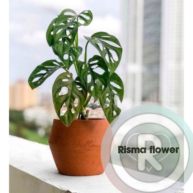 Tanaman hias pohon philo monstera janda bolong / tanaman hias bunga Rambat janda bolong