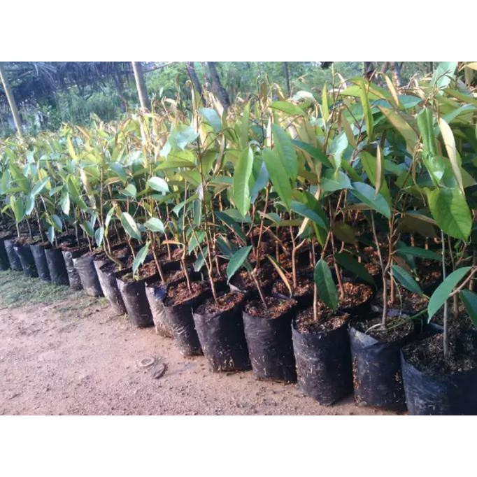 Asli Bibit Durian Merah #_#