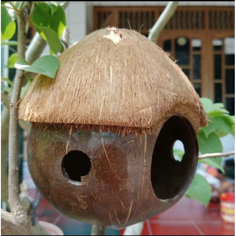 glodok love bird/glodok sugar glide/glodok bajing