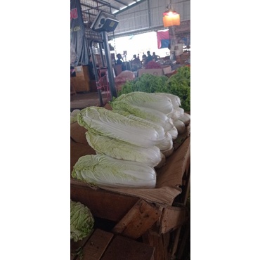 

SAYUR SAWI PUTIH 1KG