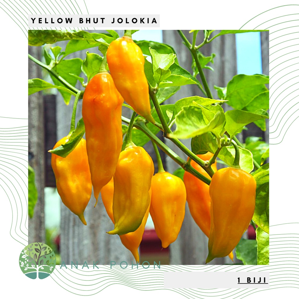 Benih Bibit Biji - Cabai Yellow Bhut Jolokia Ghost Kuning Cabe Pepper Seeds