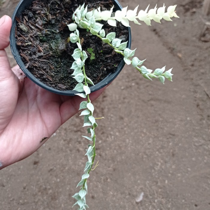 dischidia million hearts variegata | dischidia ruscifolia variegata