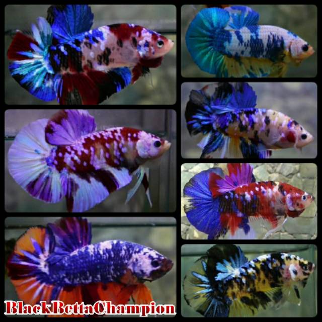 Ikan Cupang  Giant  Fancy Koi Candy BO 5 CM Full Block Warna  