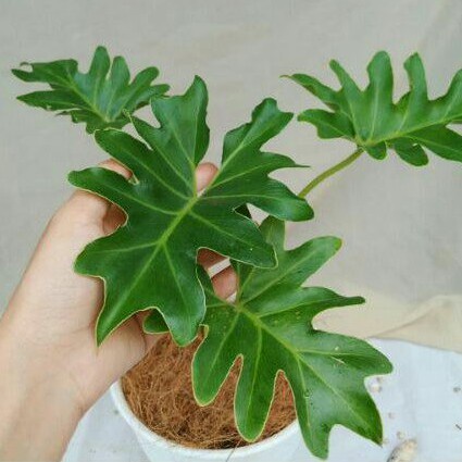 Tanaman Hias Philodendron Selloum Pohon Dendron Philo Jari Selloum