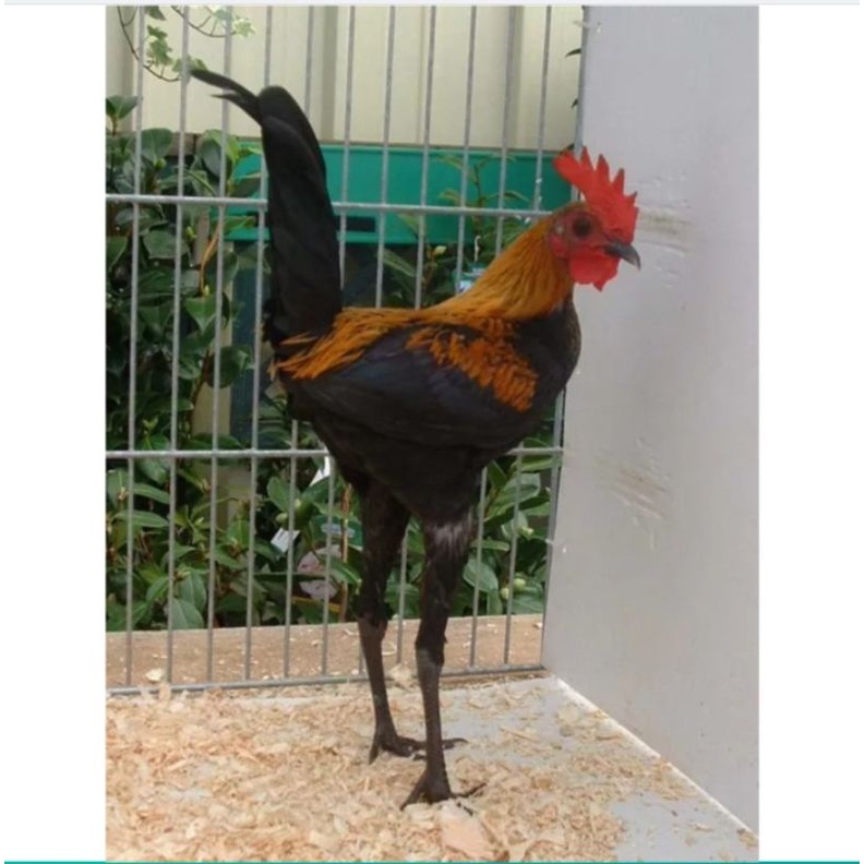

TELUR AYAM HIAS MGB SIAP DI TETASKAN