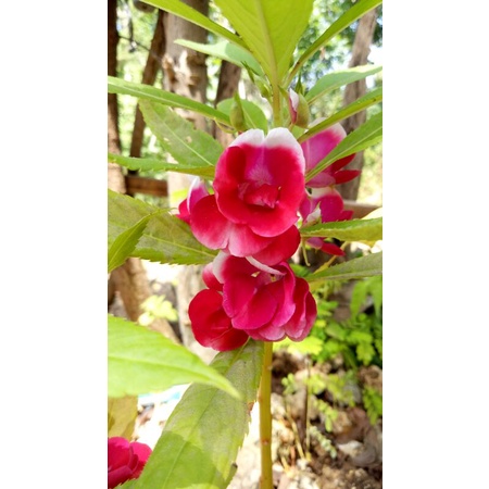 Pacar Air Gradasi Merah,pink,semi single