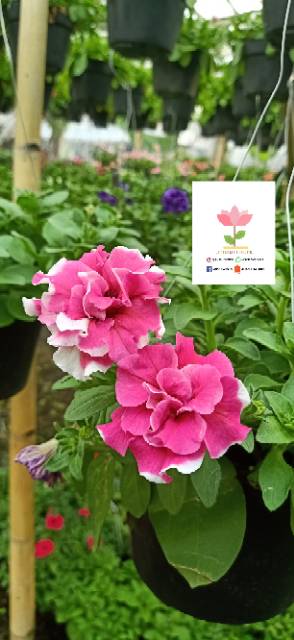 TANAMAN HIAS PETUNIA (pink) | maksimal estimate 2 hari bunga rentan