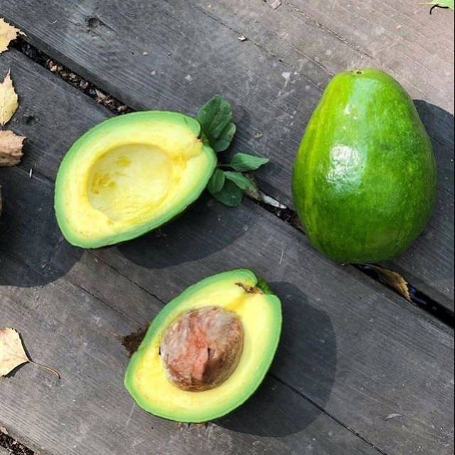 

2kg Alpukat Mentega Reguler