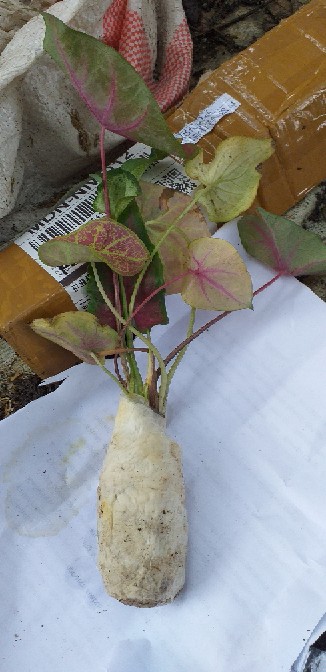 Caladium White Knight/ Dikirim Anakan Bibit White Knight