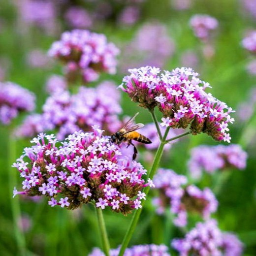 Benih Bibit Biji - Bunga Verbena bonariensis Lollipop Flower Seeds - IMPORT