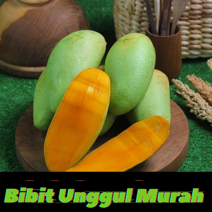 Bibit mangga golek india