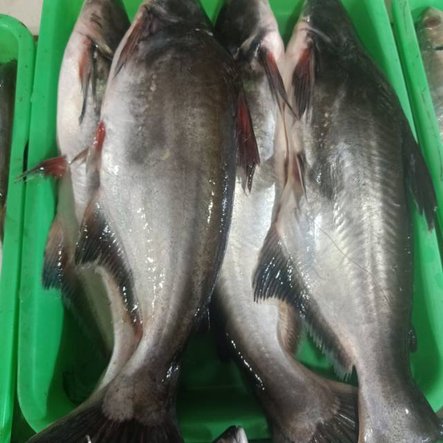 

Ikan patin 1kg