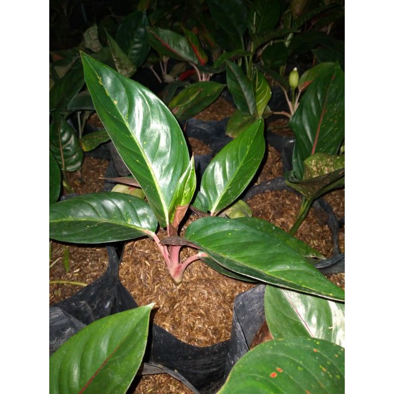 aglonema hot lady black