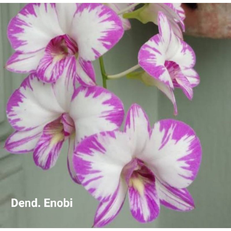 Anggrek Dendrobium Enobi