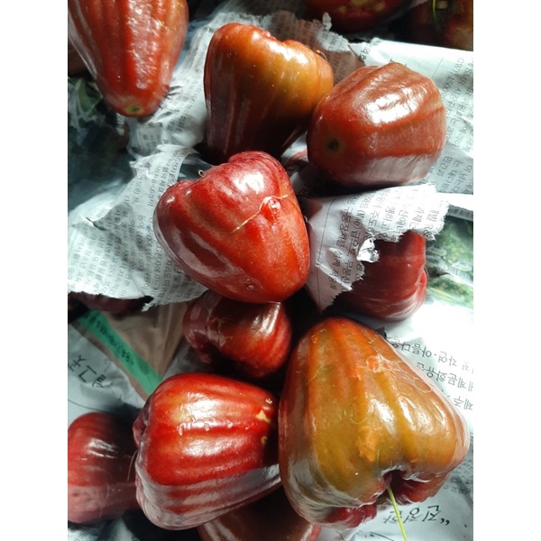 

buah jambu jumbo
