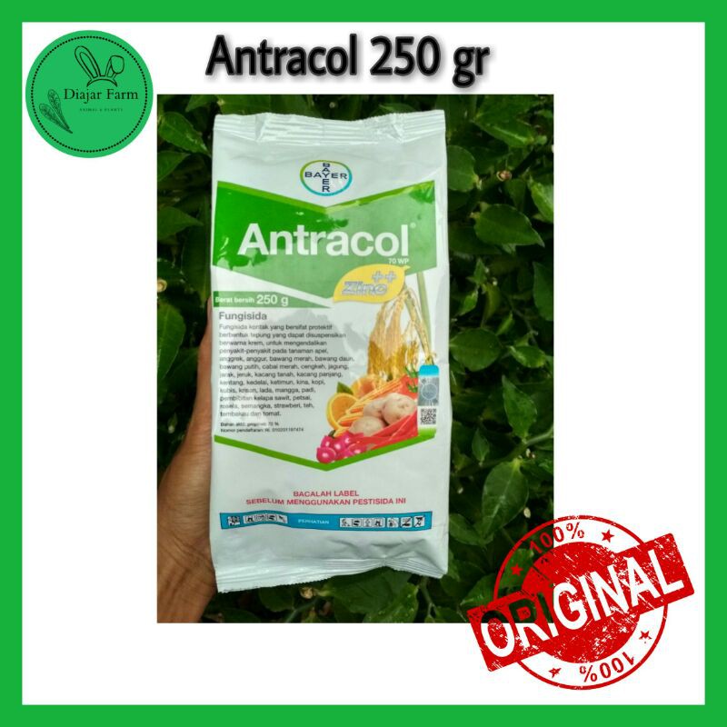 Antracol Fungisida 70 WP | Fungisida Antracol 250 gr