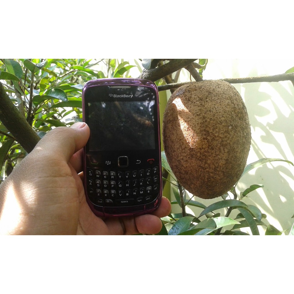 Tanaman Sawo Jumbo Thailand