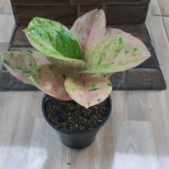 Tanaman hias Aglonema emerald- bonggol aglonema emerald