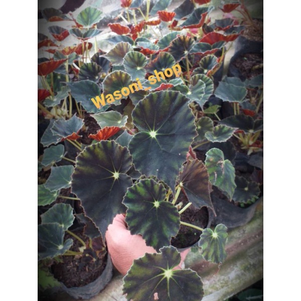 (BISA COD)TANAMAN HIAS BEGONIA BLACK SIPUT