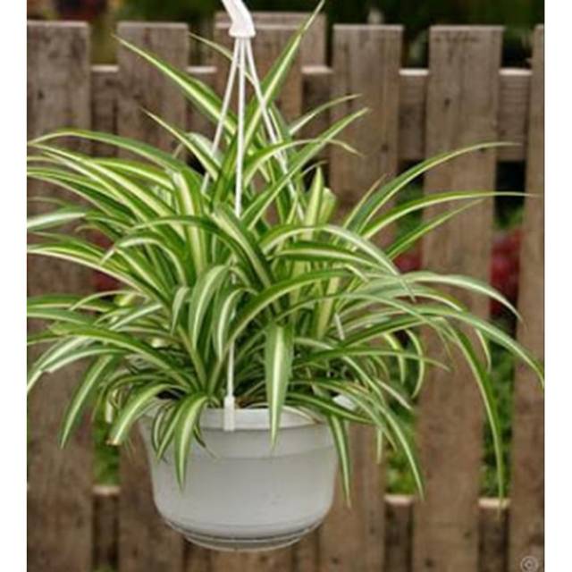 Spider plant twist /spider plant