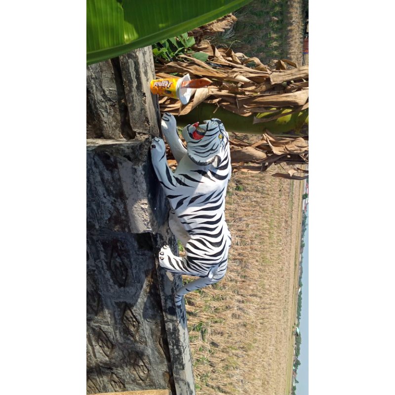 patung macan putih uk50