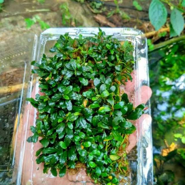 Bucephalandra super minicoin full daun mini