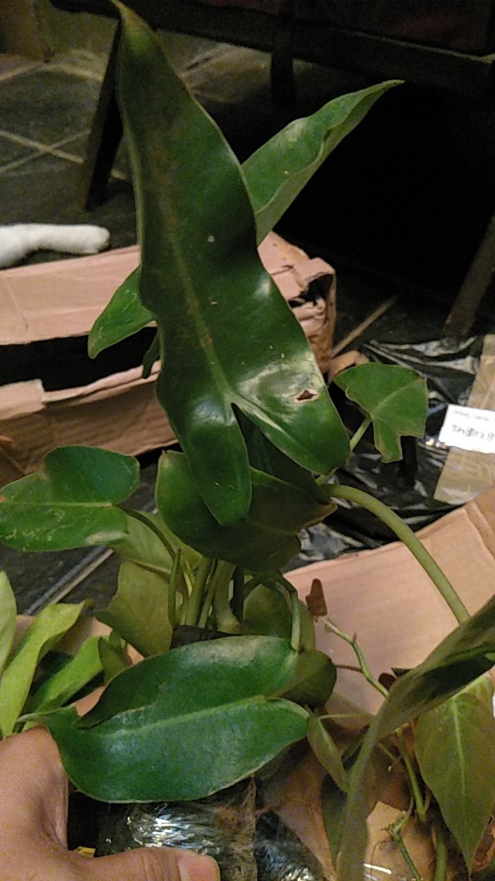 Philodendron Brekele/tanaman Hias Brekele