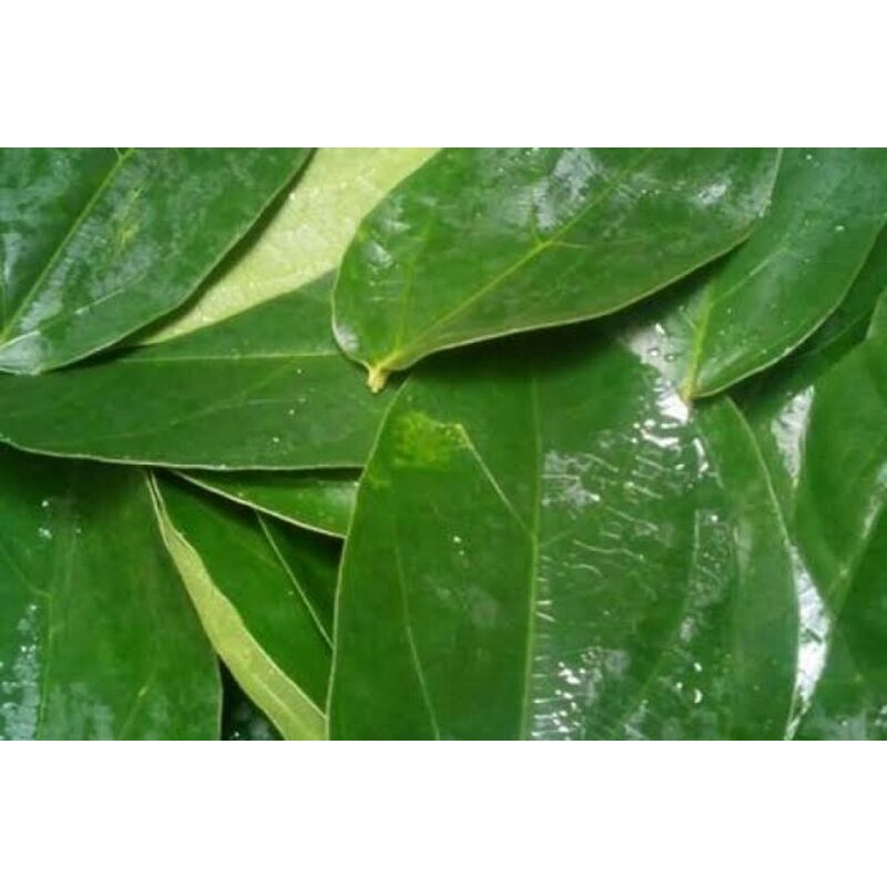 

Daun Cincau Hijau