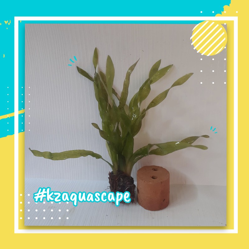 VALLISNERIA SPIRALIS TANAMAN AQUASCAPE TANAMAN AIR HIDUP DEKORASI AQUASCAPE FULL AIR HIASAN AKUARIUM