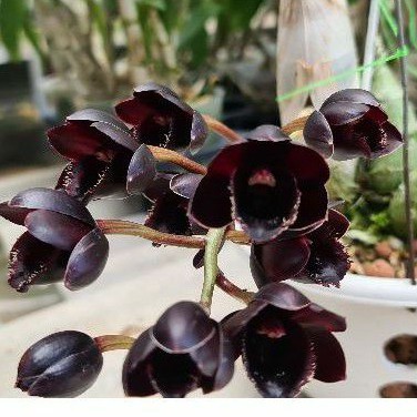 Anggrek hitam black orchid, Catasetum FDK After drak black pearl