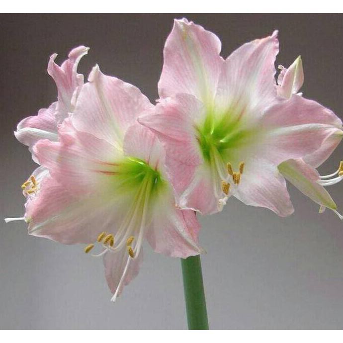 Benih Bibit / Umbi Bunga Amarilis Putih / White Ameryllis #_#