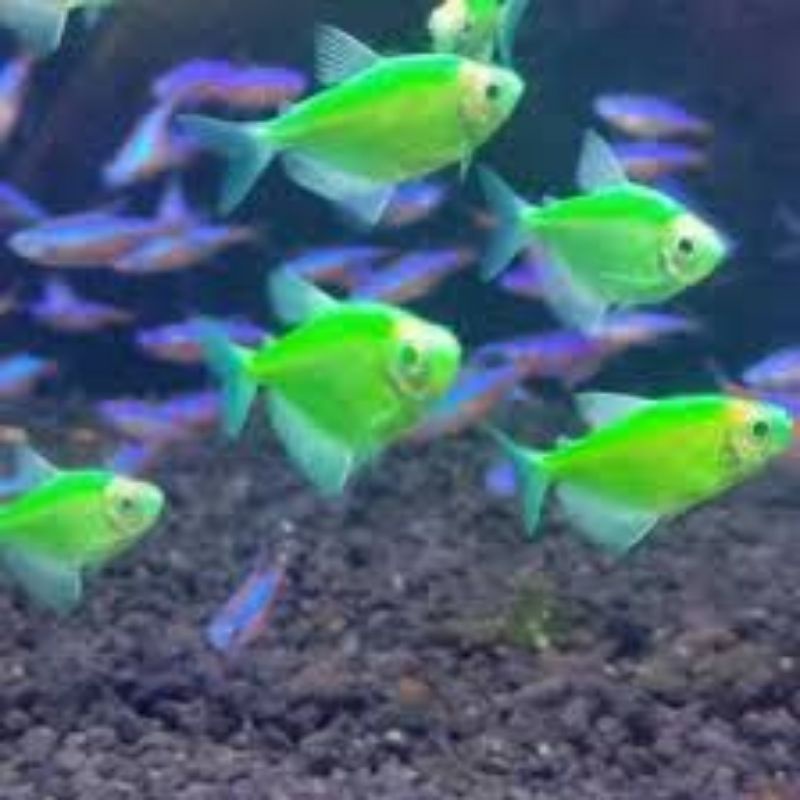 Glowfish green Apple